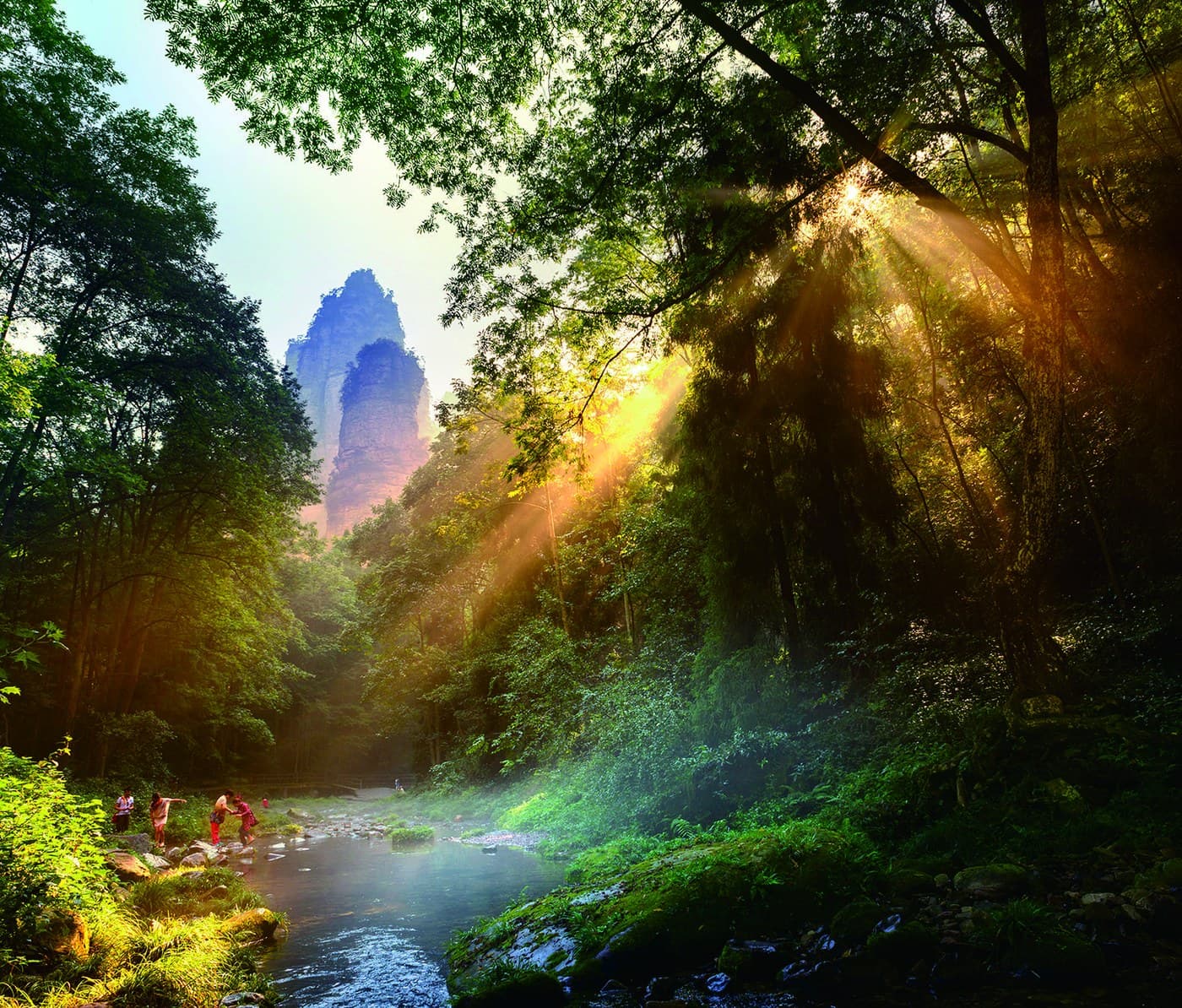 Golden Whip Stream forest scenery, a regional context photograph