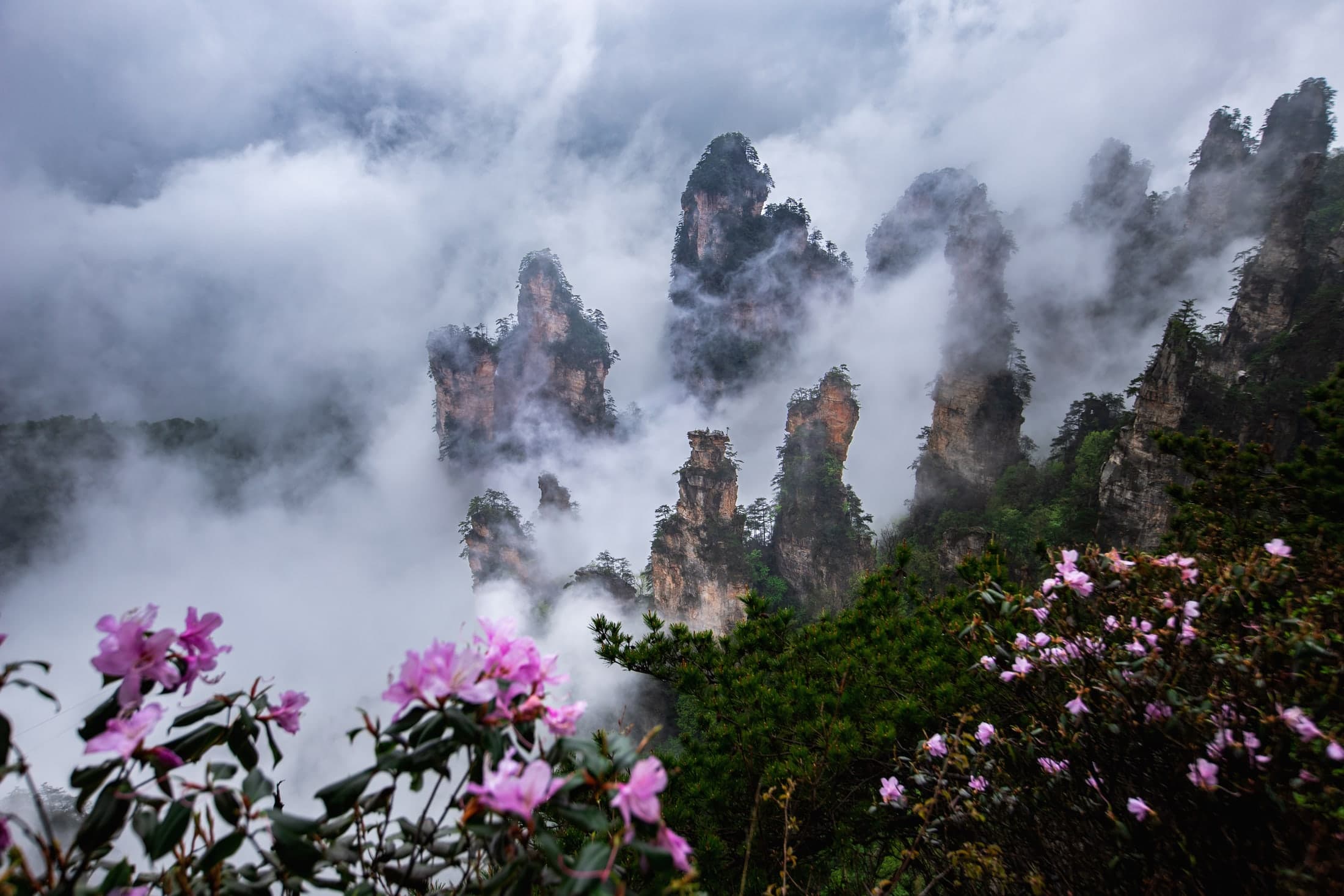 Pink flowers in the foreground of mist-shrouded sandstone pillars at Tianzi Mountain