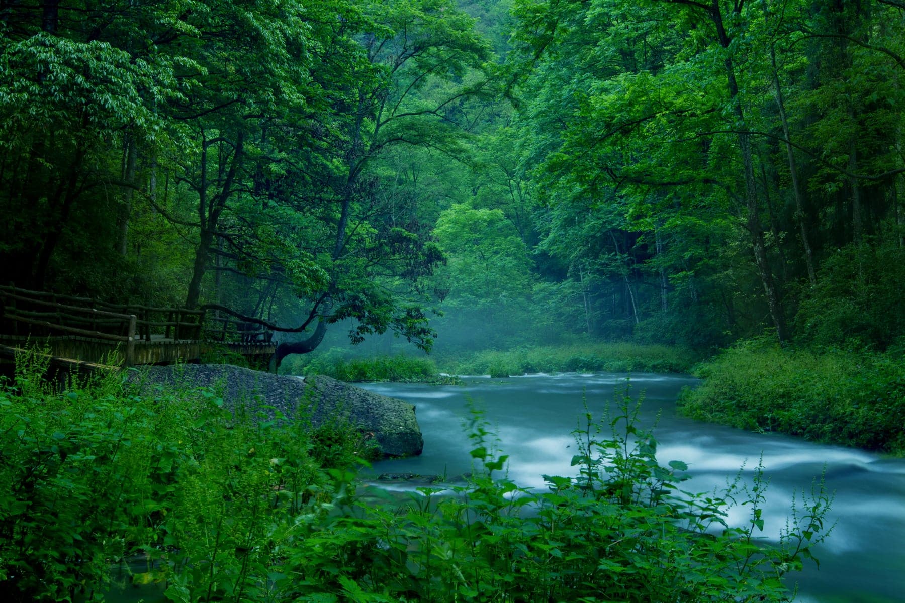 A quiet stream running through dense green forest.